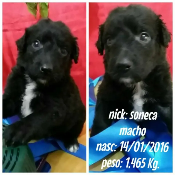 Cachorro ra a SRD idade Abaixo de 2 meses nome Na foto