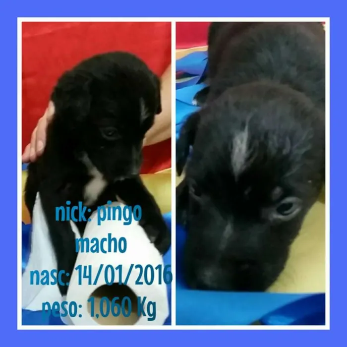 Cachorro ra a SRD idade Abaixo de 2 meses nome Na foto