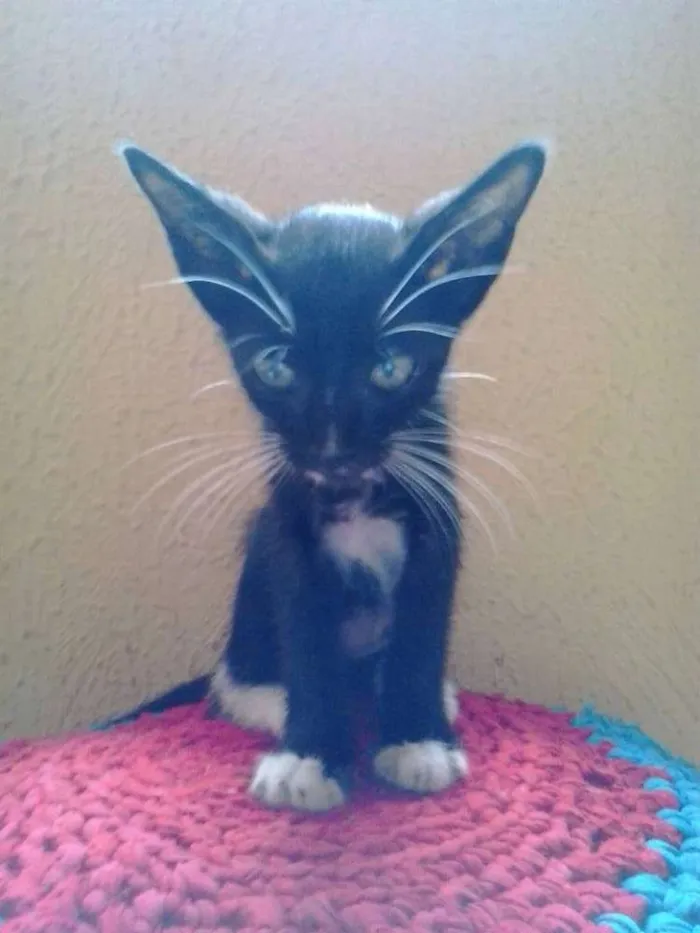 Gato ra a Peduro idade Abaixo de 2 meses nome Pretinho
