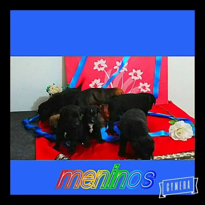Cachorro ra a SRD idade Abaixo de 2 meses nome Na foto