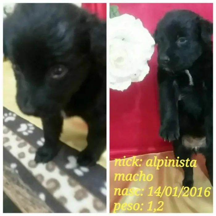 Cachorro ra a SRD idade Abaixo de 2 meses nome Na foto