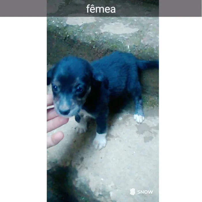 Cachorro ra a  idade Abaixo de 2 meses nome Sem nome