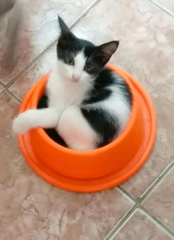 Gato raça  idade 2 a 6 meses nome Gatinhas com 2 meses