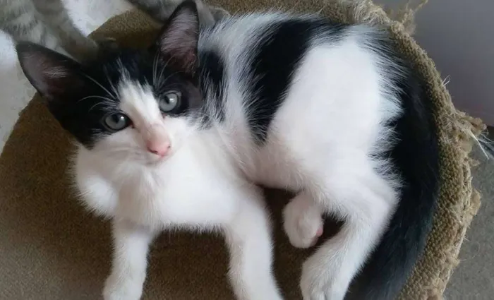 Gatinhas com 2 meses