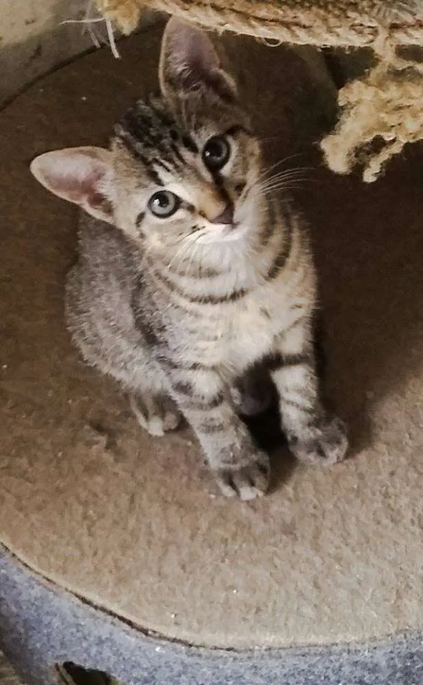 Gato raça  idade 2 a 6 meses nome Gatinhas com 2 meses