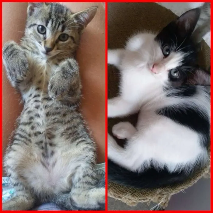 Gato raça  idade 2 a 6 meses nome Gatinhas com 2 meses