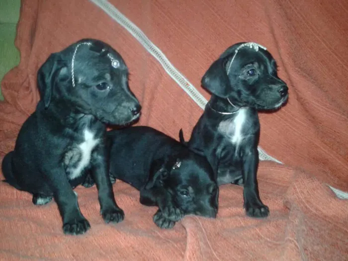Cachorro ra a Vira lata idade Abaixo de 2 meses nome ADOTE