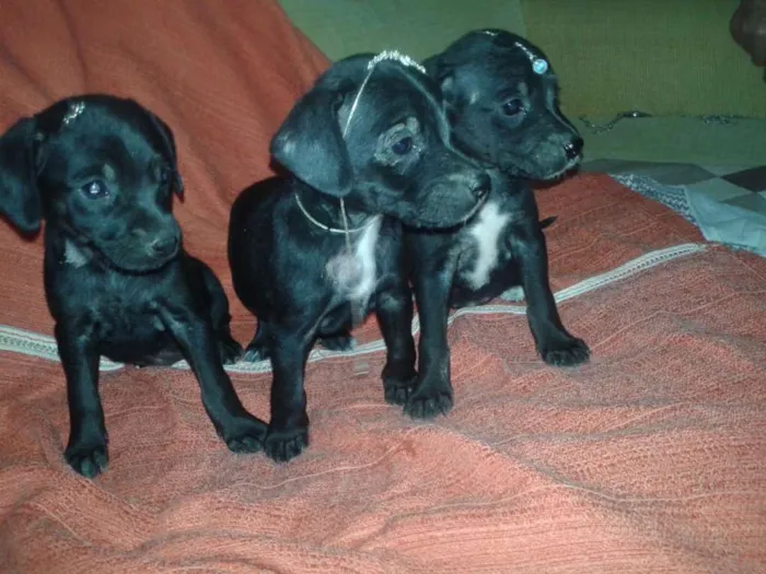 Cachorro ra a Vira lata idade Abaixo de 2 meses nome ADOTE