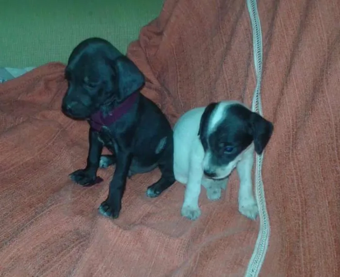 Cachorro ra a Vira lata idade Abaixo de 2 meses nome ADOTE