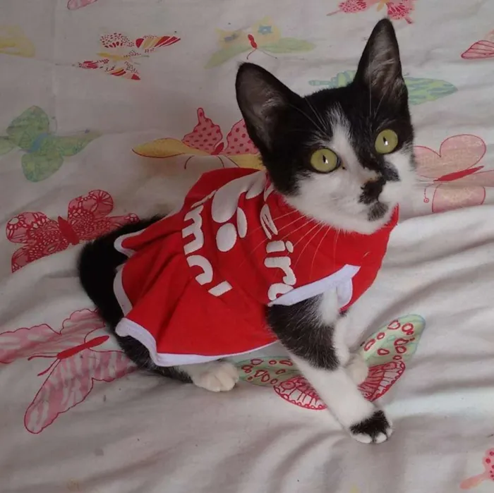 Gato ra a SRD idade Abaixo de 2 meses nome Lady