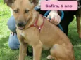 Safira