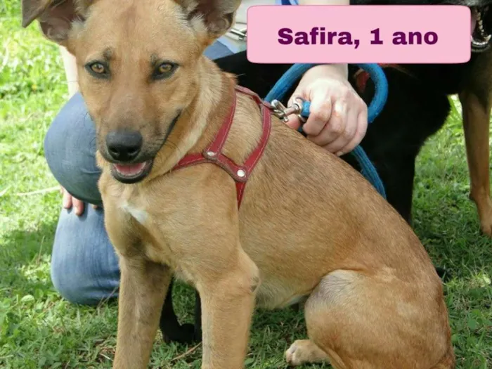 Cachorro ra a SRD idade 1 ano nome Safira