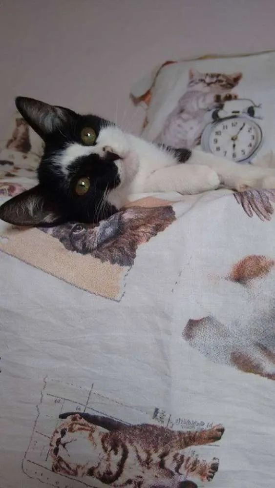 Gato ra a SRD idade 2 a 6 meses nome Adele