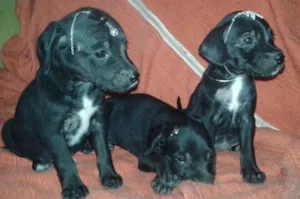 Cachorro raça Vira lata idade Abaixo de 2 meses nome ADOTE