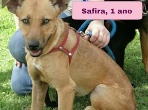 Cachorro raça SRD idade 1 ano nome Safira