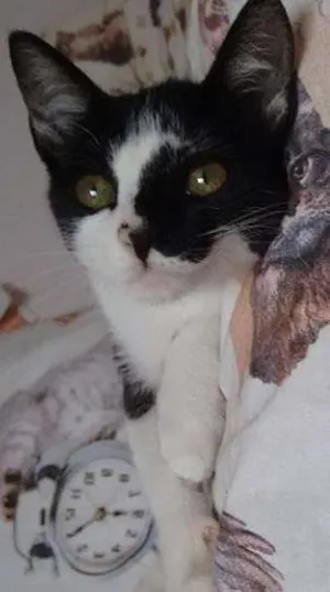 Gato raça SRD idade 2 a 6 meses nome Adele