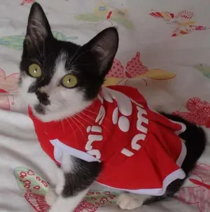 Gato raça SRD idade Abaixo de 2 meses nome Lady