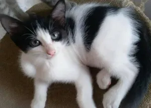 Gatinhas com 2 meses