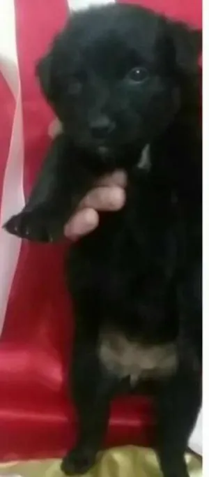 Cachorro raça SRD idade Abaixo de 2 meses nome Na foto