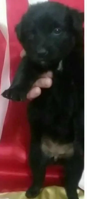 Cachorro ra a SRD idade Abaixo de 2 meses nome Na foto
