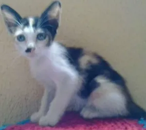 Gato raça Peduro idade Abaixo de 2 meses nome Rajada