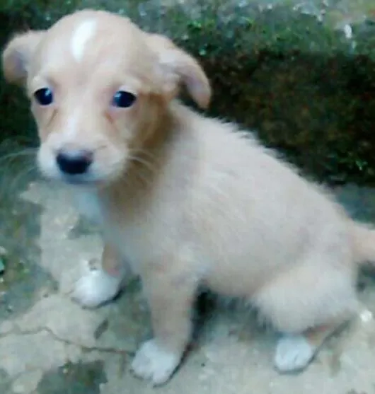 Cachorro ra a  idade Abaixo de 2 meses nome Sem nome