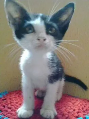Gato raça Peduro idade Abaixo de 2 meses nome Pintado