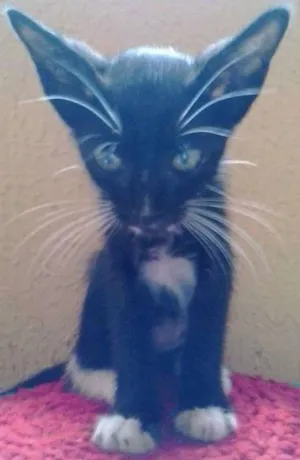 Gato raça Peduro idade Abaixo de 2 meses nome Pretinho
