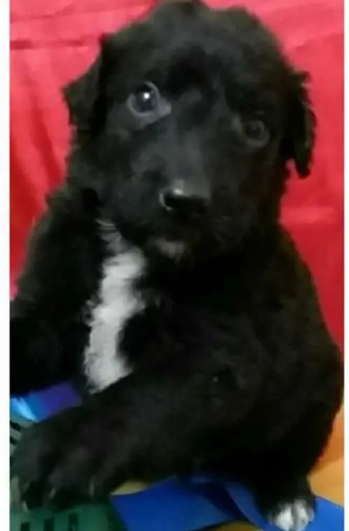 Cachorro ra a SRD idade Abaixo de 2 meses nome Na foto
