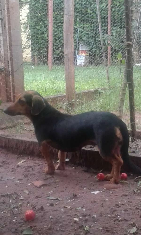 Cachorro raça Belinha nao sei a raça e a Lilica e Basset pura idade 2 anos nome BELINHA E LILICA