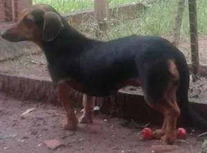 Cachorro raça Belinha nao sei a raça e a Lilica e Basset pura idade 2 anos nome BELINHA E LILICA