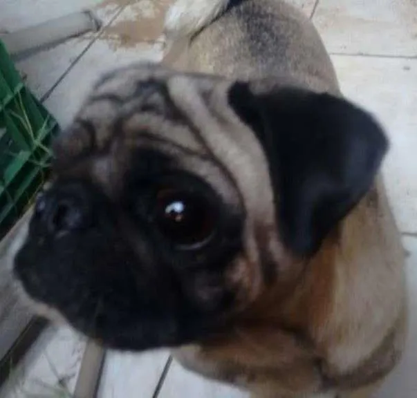 Cachorro ra a pug idade 2 anos nome Tobias  GRATIFICA