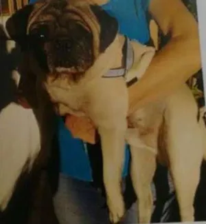 Cachorro raça pug idade 2 anos nome Tobias  GRATIFICA