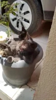 gatinhos