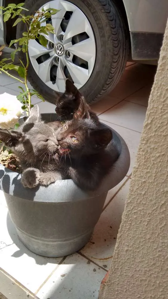 Gato raça  idade 2 a 6 meses nome gatinhos