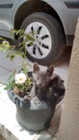 gatinhos