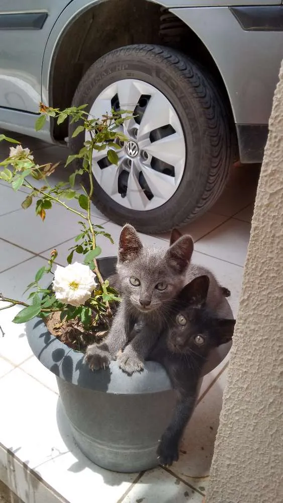 Gato raça  idade 2 a 6 meses nome gatinhos