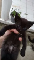 gatinhos