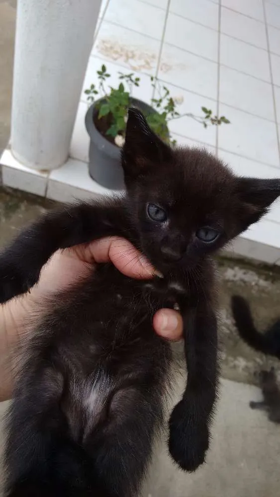 Gato raça  idade 2 a 6 meses nome gatinhos