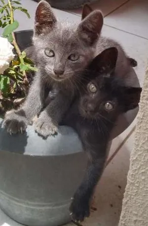 Gato raça  idade 2 a 6 meses nome gatinhos