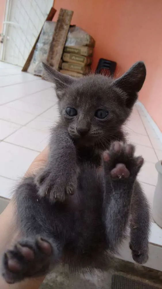 Gato raça  idade 2 a 6 meses nome gatinhos