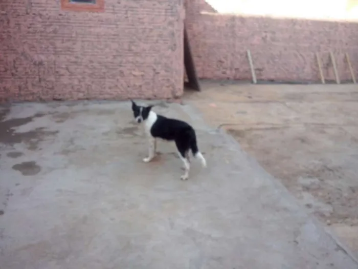 Cachorro ra a SRD idade 3 anos nome Nina