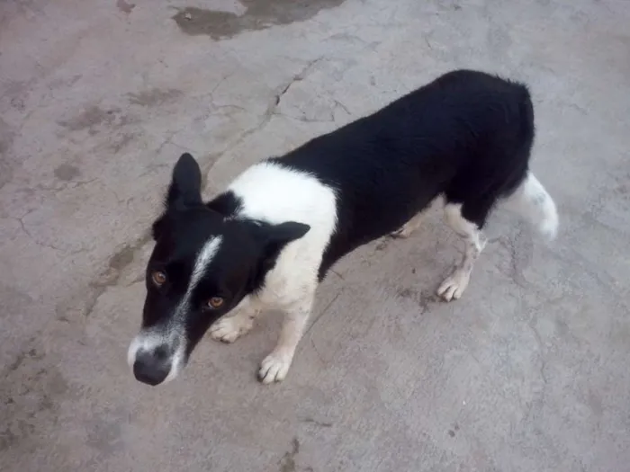 Cachorro ra a SRD idade 3 anos nome Nina