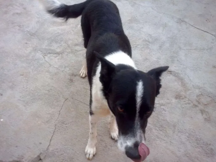 Cachorro ra a SRD idade 3 anos nome Nina