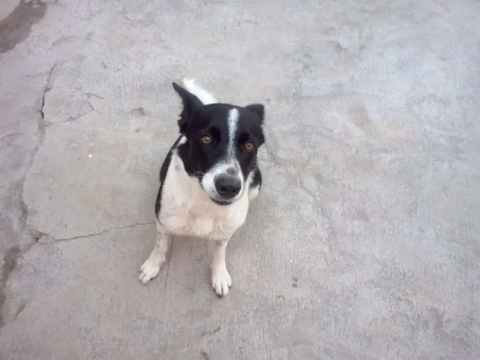 Cachorro ra a SRD idade 3 anos nome Nina