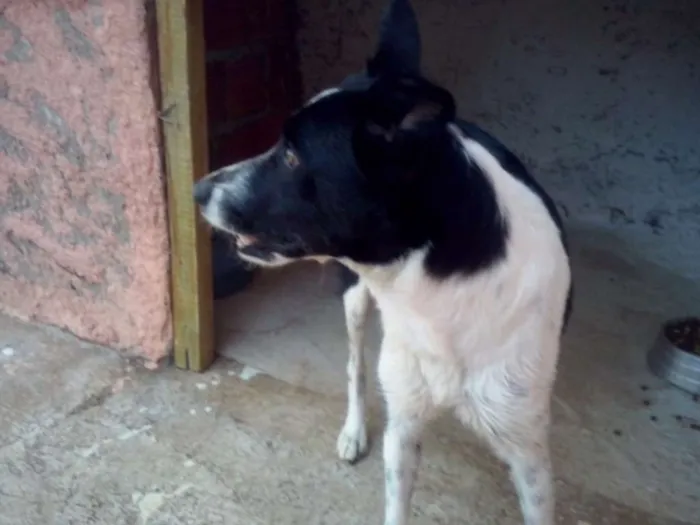 Cachorro ra a SRD idade 3 anos nome Nina
