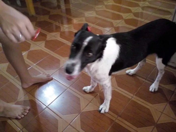 Cachorro ra a SRD idade 3 anos nome Nina