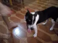 Nina