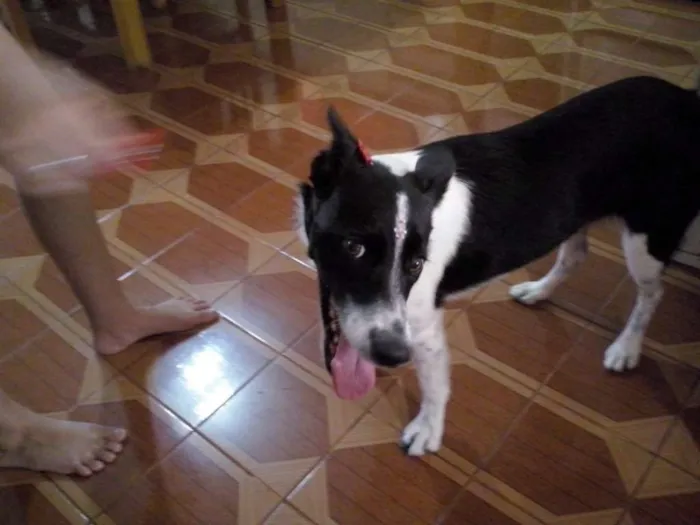 Cachorro ra a SRD idade 3 anos nome Nina