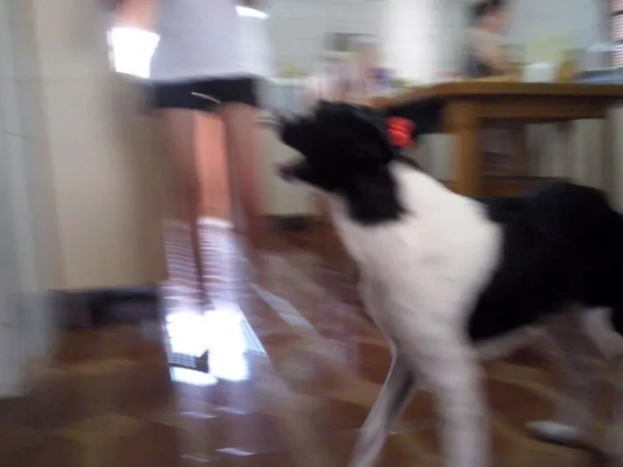 Cachorro ra a SRD idade 3 anos nome Nina